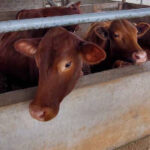 banner-case-agro